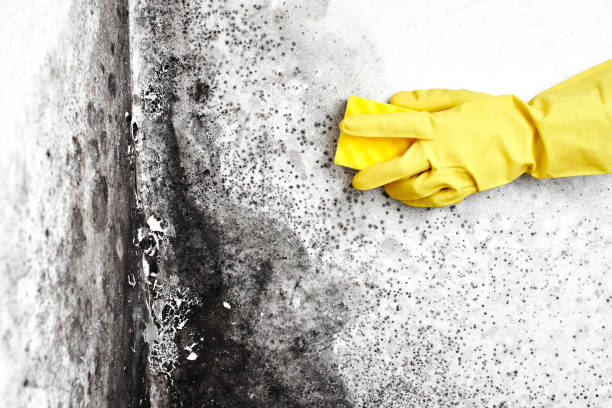 Best Crawl Space Mold Remediation in Mclean, VA