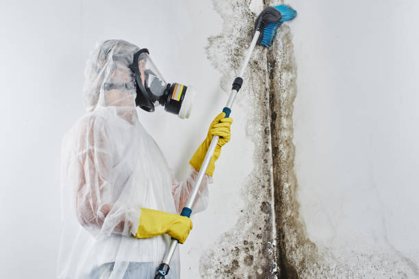 Best Residential Mold Remediation in Mclean, VA