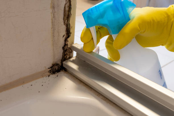 Best DIY Mold Remediation Support Services in Mclean, VA