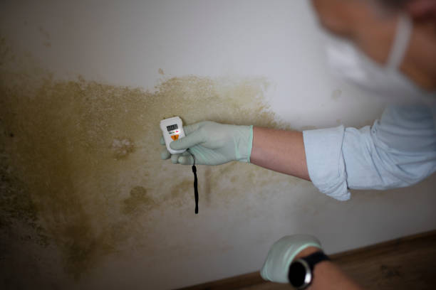 Best Black Mold Remediation in Mclean, VA