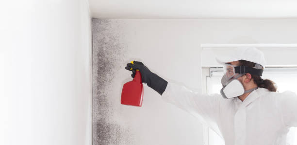 Best Health and Safety Mold Remediation in Mclean, VA