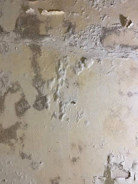 Best Emergency Mold Remediation in Mclean, VA