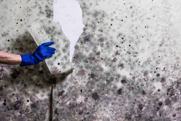 Best Black Mold Remediation in Mclean, VA