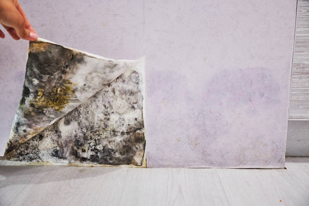 Best Bathroom Mold Remediation in Mclean, VA